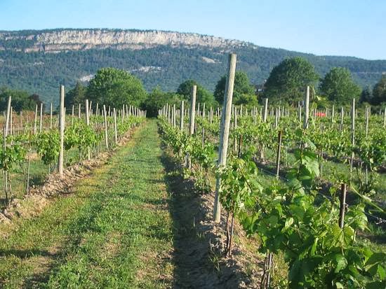 Hudson Valley winery tours to Whiteclif vineyard